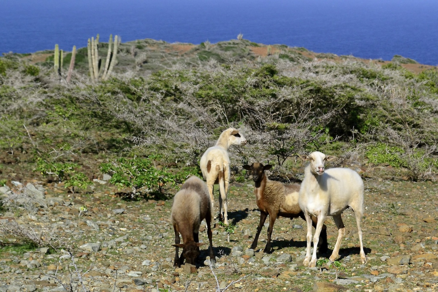 Arikok National Park